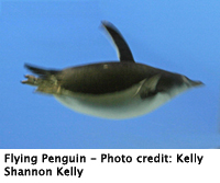 penguin_flying_200