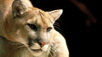 cougar-200
