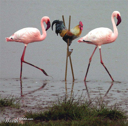 1091099_0b23_625x1000-425