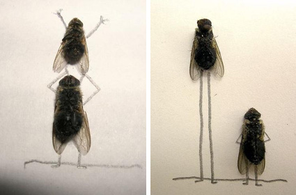 flyart3