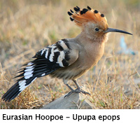 hoopoe-200