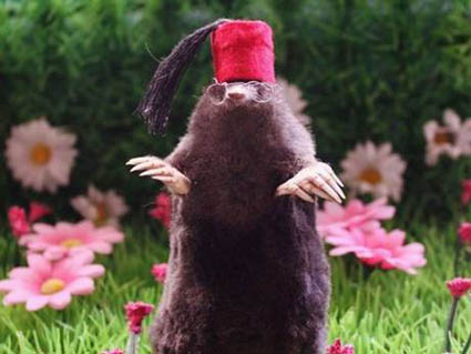 p3moleJULIEJOHNSON-425