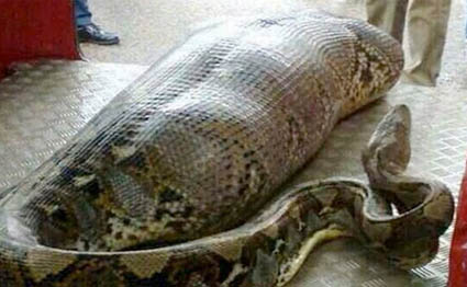 python-india-425