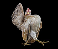 ErnestGoh_Chicken_Thewalk-200